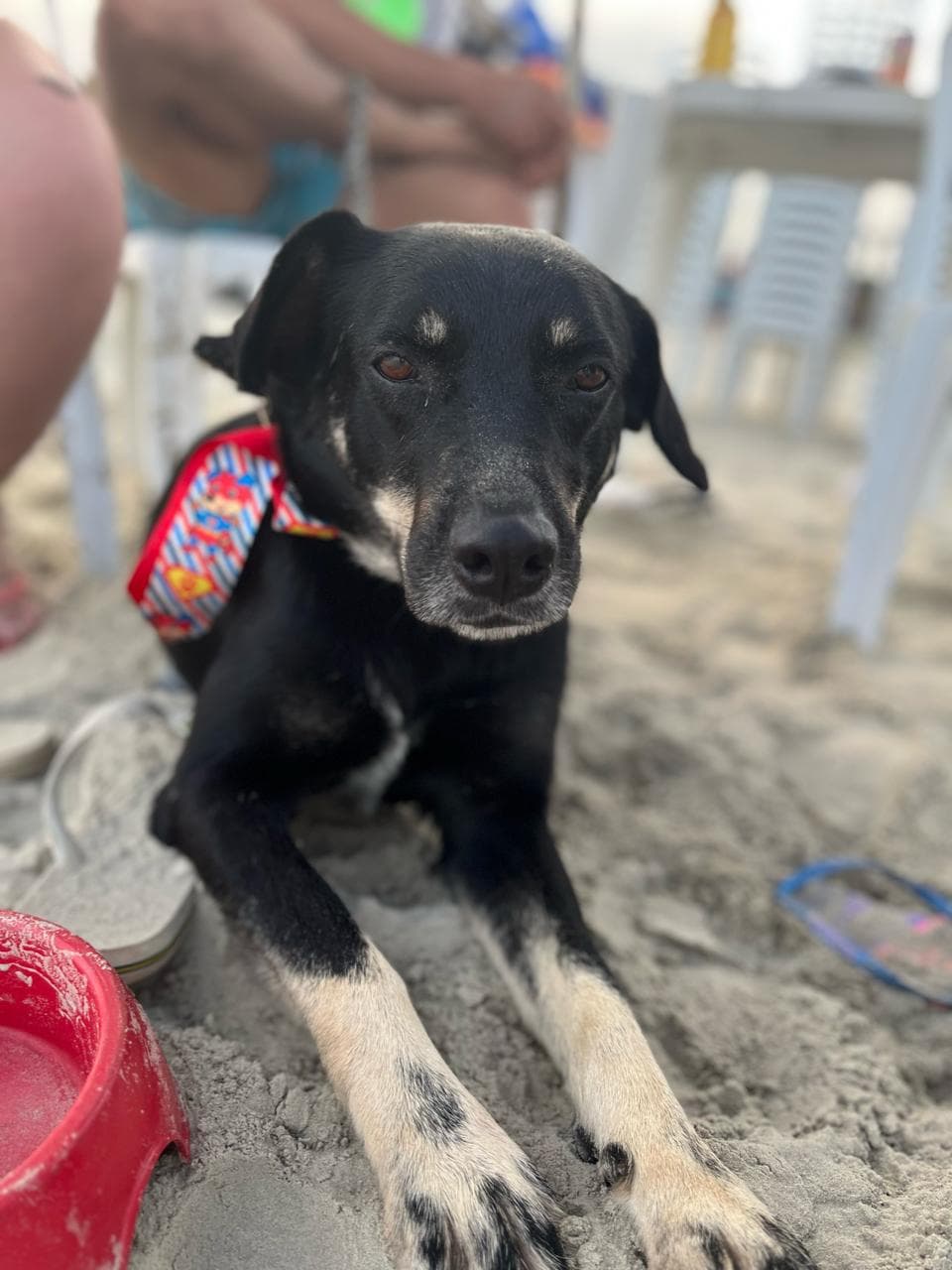 CACHORRO DESAPARECIDO: Proprietário do cão, chamado Negão faz apelo
