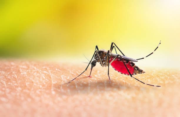 Itapeva registra 809 casos suspeitos e 69 confirmados de dengue
