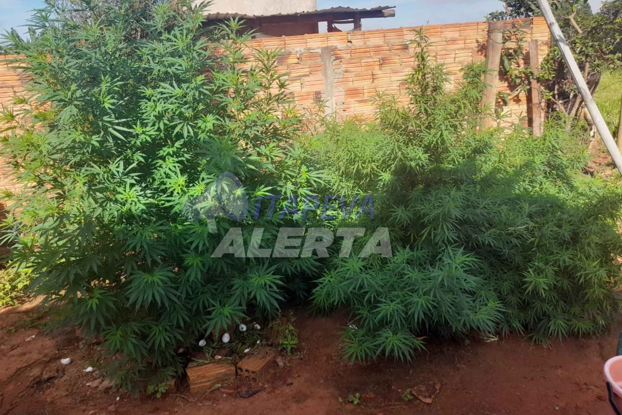 Plantação de maconha de quase 19 kg é descoberta em quintal na zona rural; suspeito alegou desconhecer a lei