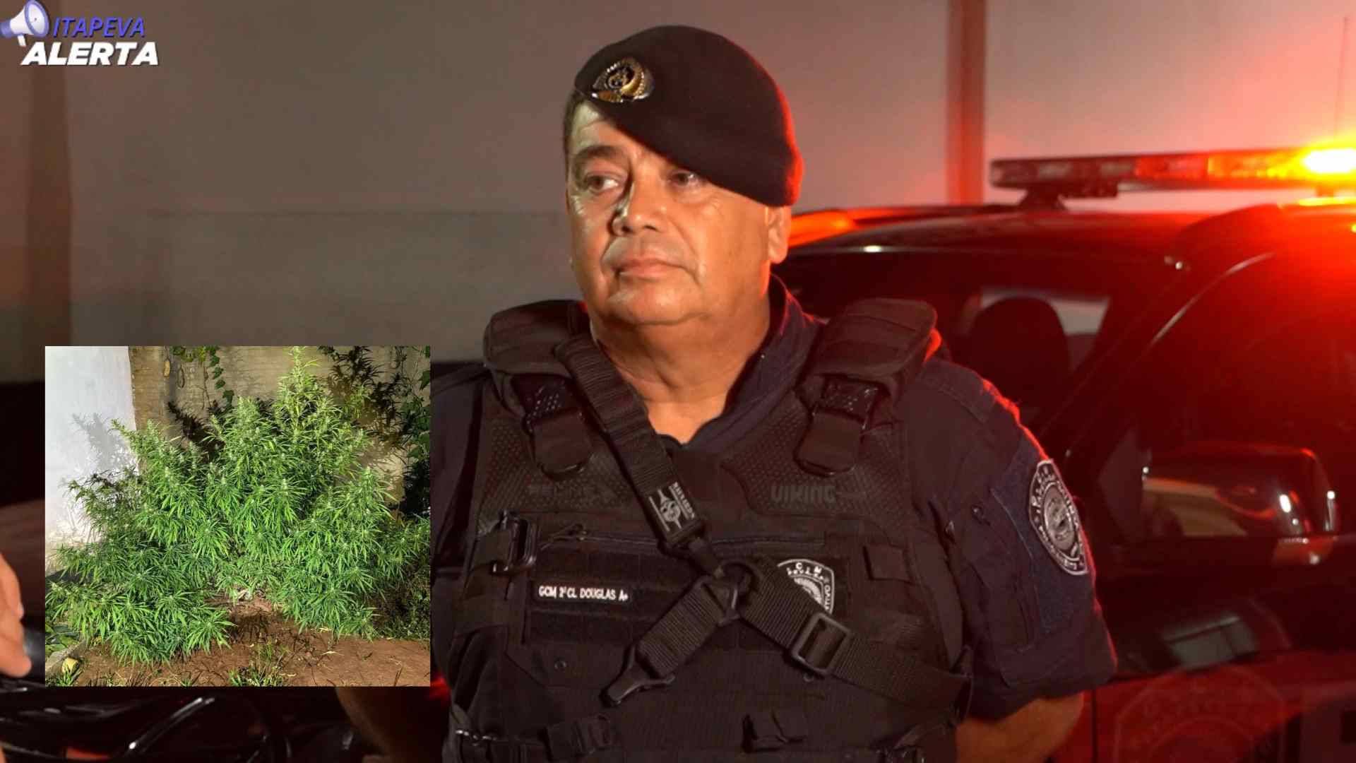 Guarda Municipal encontra plantação de maconha em residência na Caputera