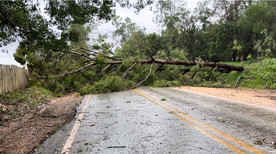 Árvore de grande porte cai e interdita pista sentido Ribeirão Branco