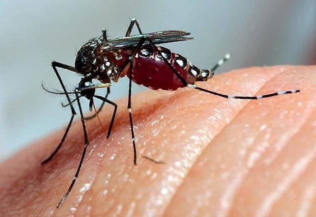 Brasil atinge mais de 500 mil casos de dengue em 2024 e 75 mortes pela doença