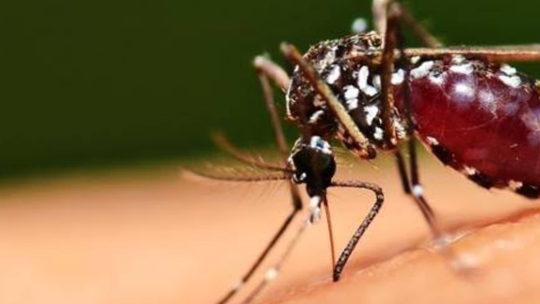 Estado de São Paulo ultrapassa 450 mil casos de dengue