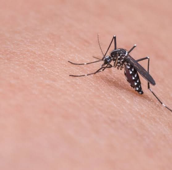 Dengue explode em Itapeva com 7.429 casos notificados e 2 óbitos confirmados
