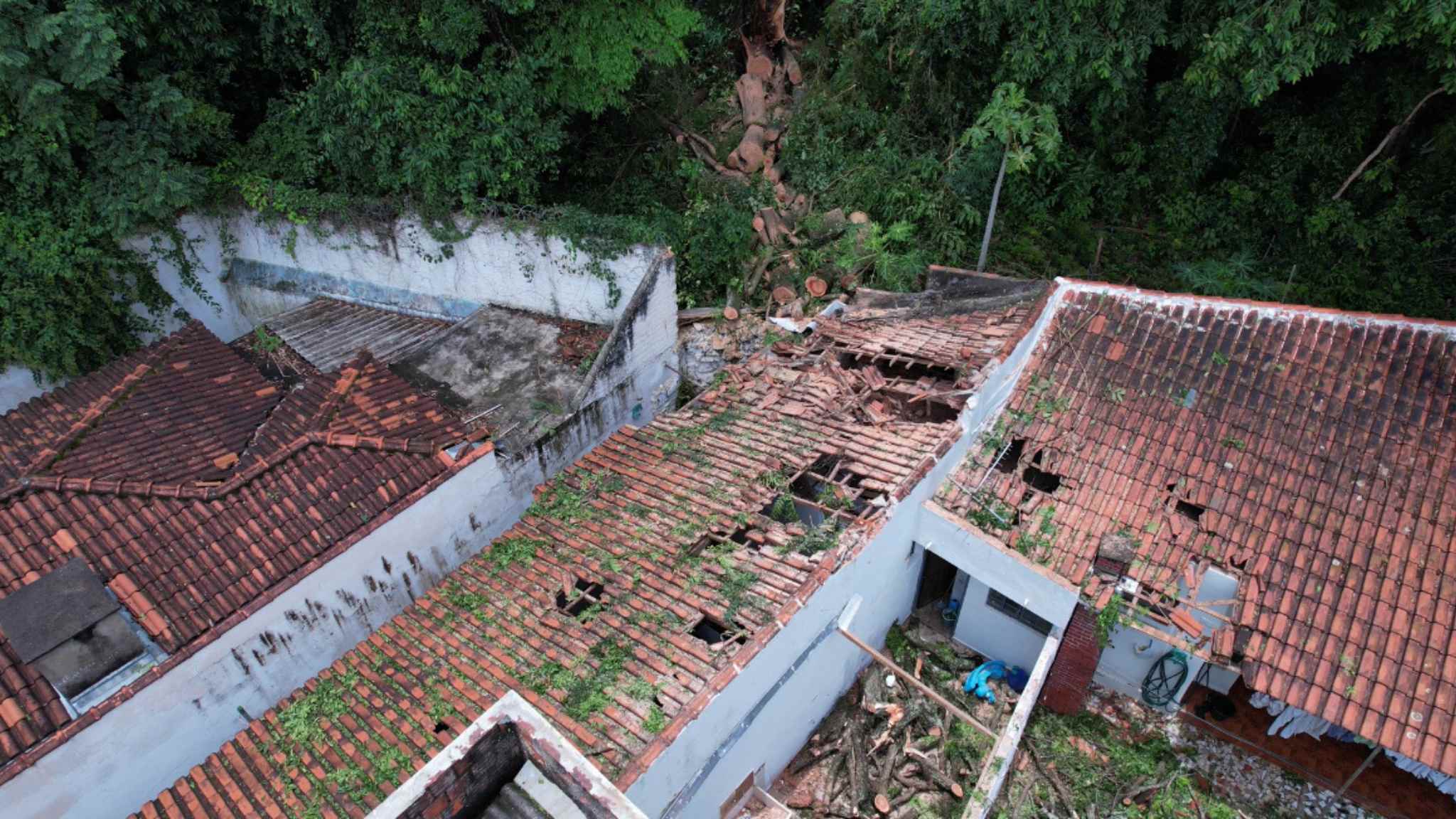 Negligência da Prefeitura coloca moradores em risco: Mais árvores podem cair a qualquer momento na Avenida Acácio Piedade