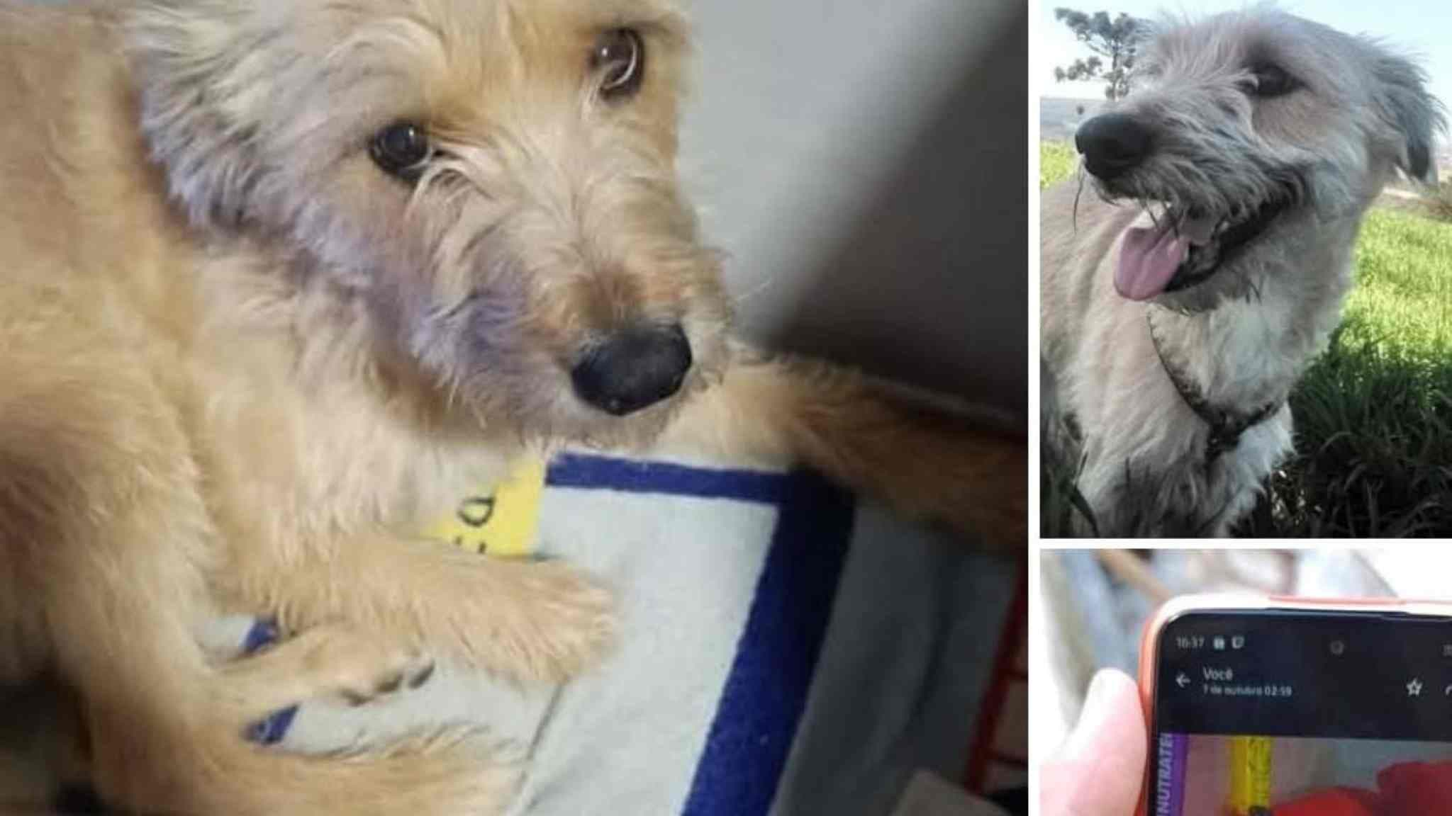 Cachorro Perdido