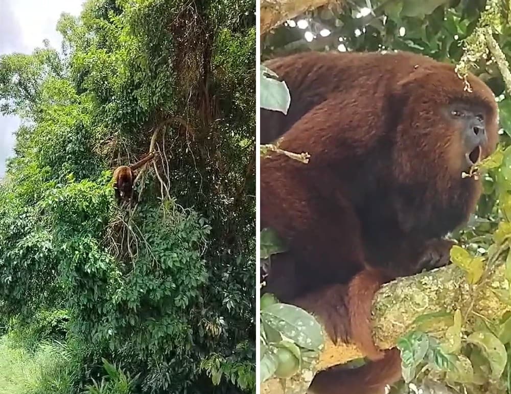 Crianças são atacadas por macacos na zona rural de Guapiara e mobilizam equipes de saúde