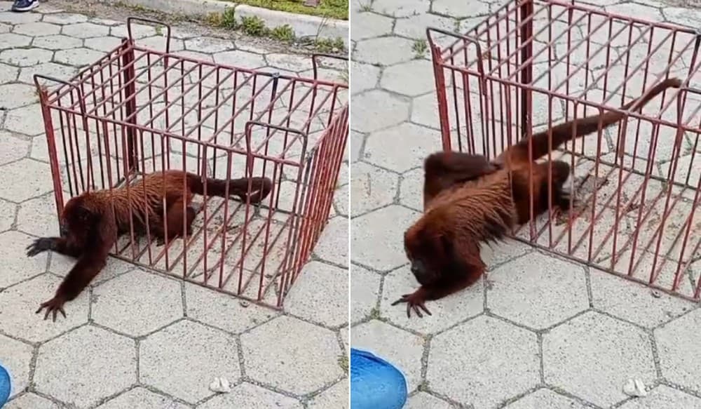 Bugio que teria atacado crianças em Guapiara escapa durante tentativa de captura