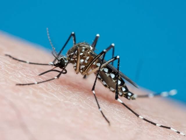 Dengue: Município de Itapeva registra 253 casos notificados e 9 positivos