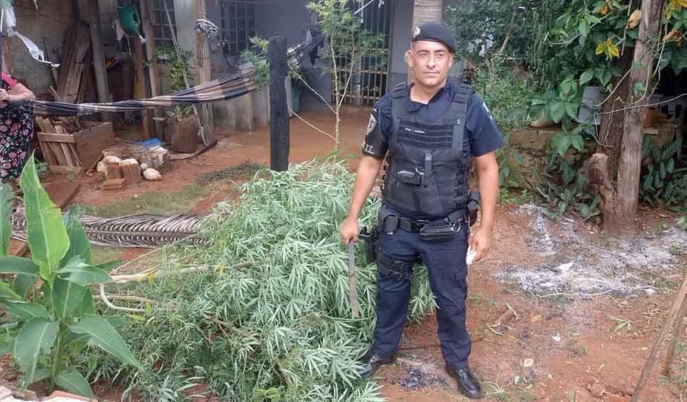 GCM de Itararé apreende cinco pés de maconha em residência no Jardim Paulicéia