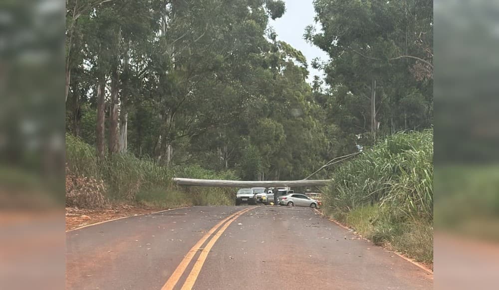 Árvore de 30 metros cai e bloqueia estrada vicinal em Taquarituba