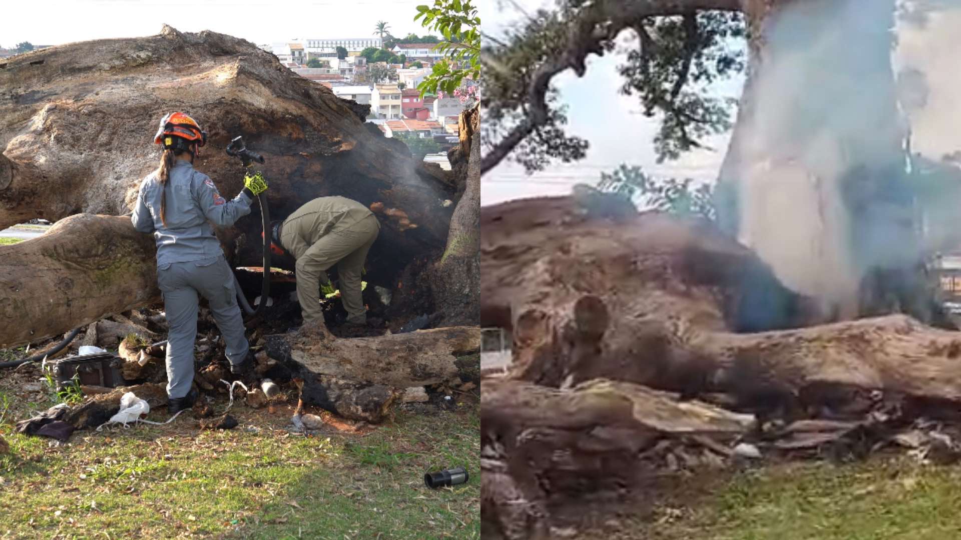 Incêndio atinge árvore histórica de Itapeva, a famosa “Paineira”