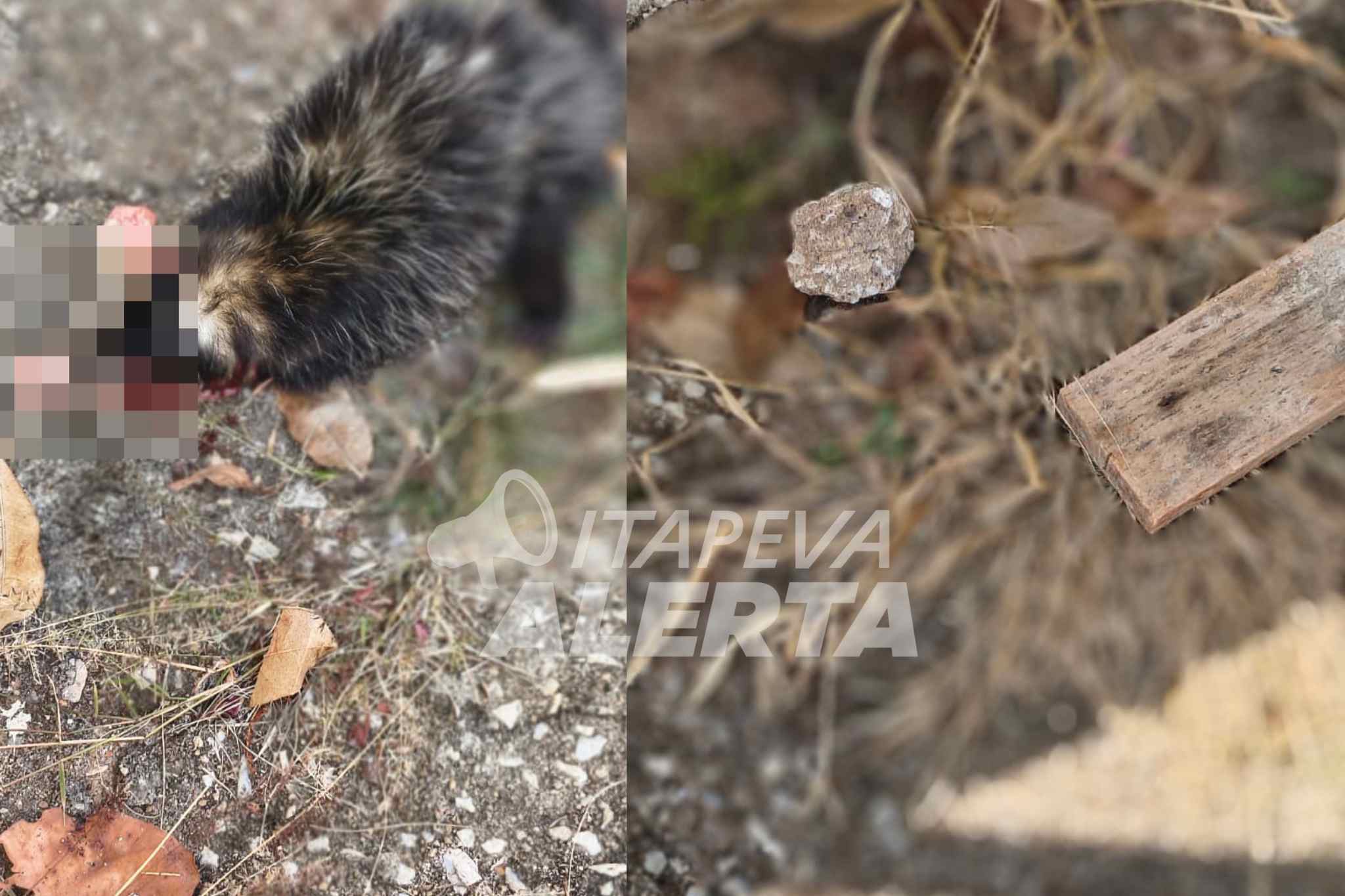 Homem tenta matar animal silvestre em frente à escola em Itapeva; Polícia Civil investiga
