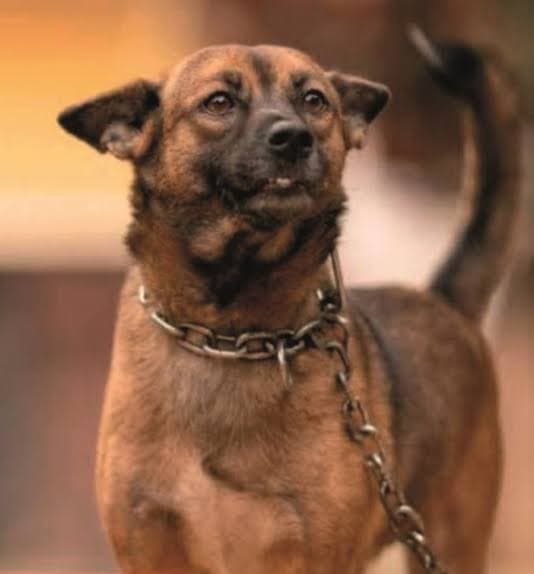 São Paulo sanciona lei que proíbe acorrentamento de cães e gatos