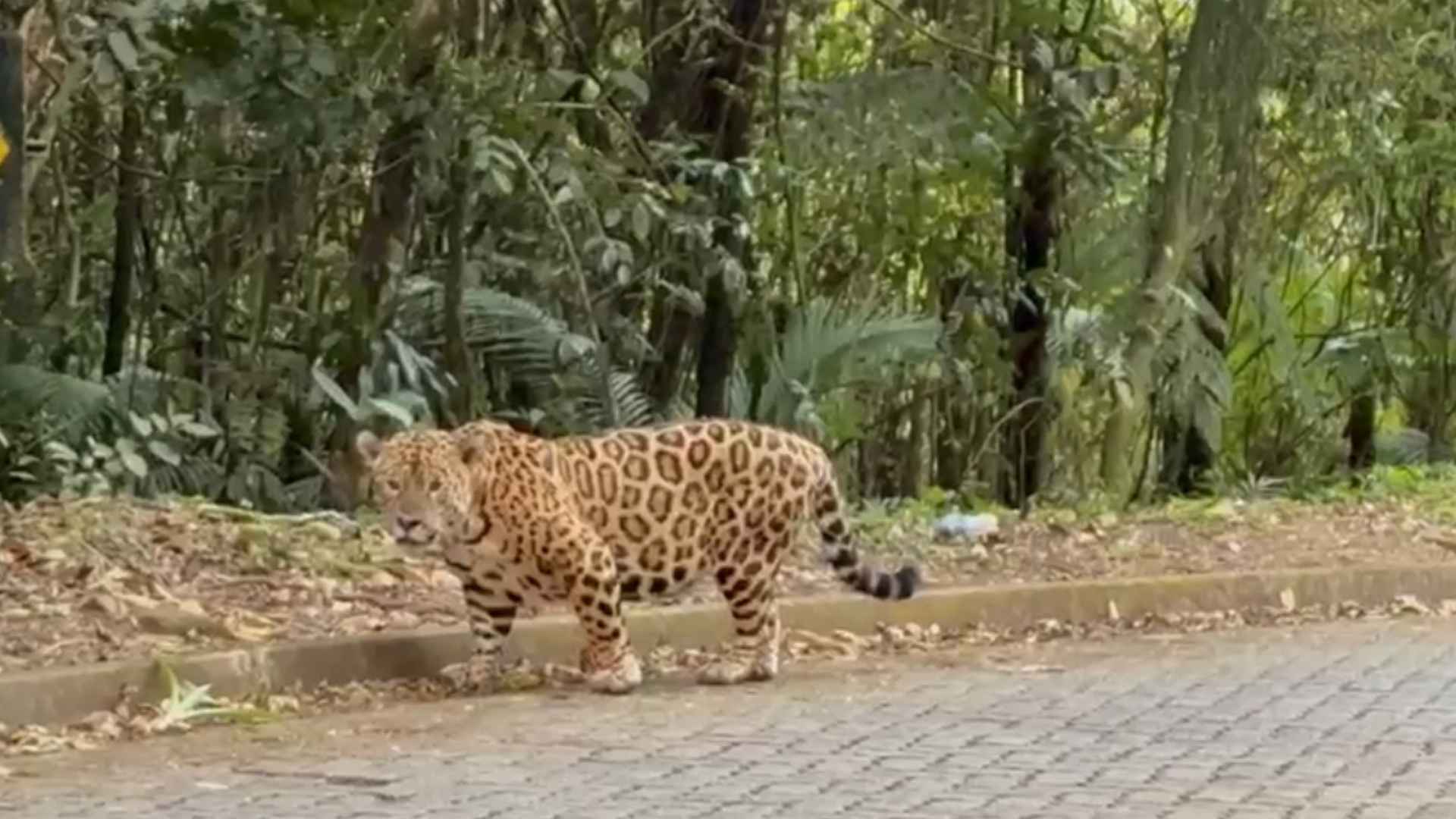 Motorista registra onça-pintada em estrada de São Miguel Arcanjo