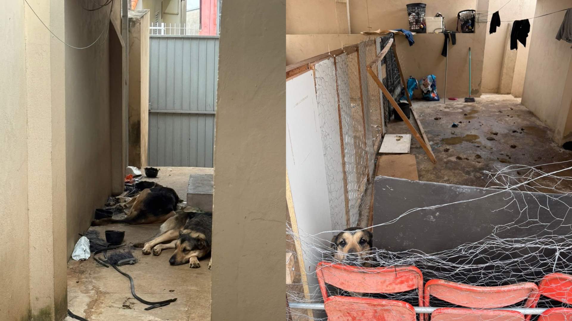 DENÚNCIA DE MAUS-TRATOS A ANIMAIS MOBILIZA EQUIPE DA SECRETARIA DE MEIO AMBIENTE EM ITAPEVA
