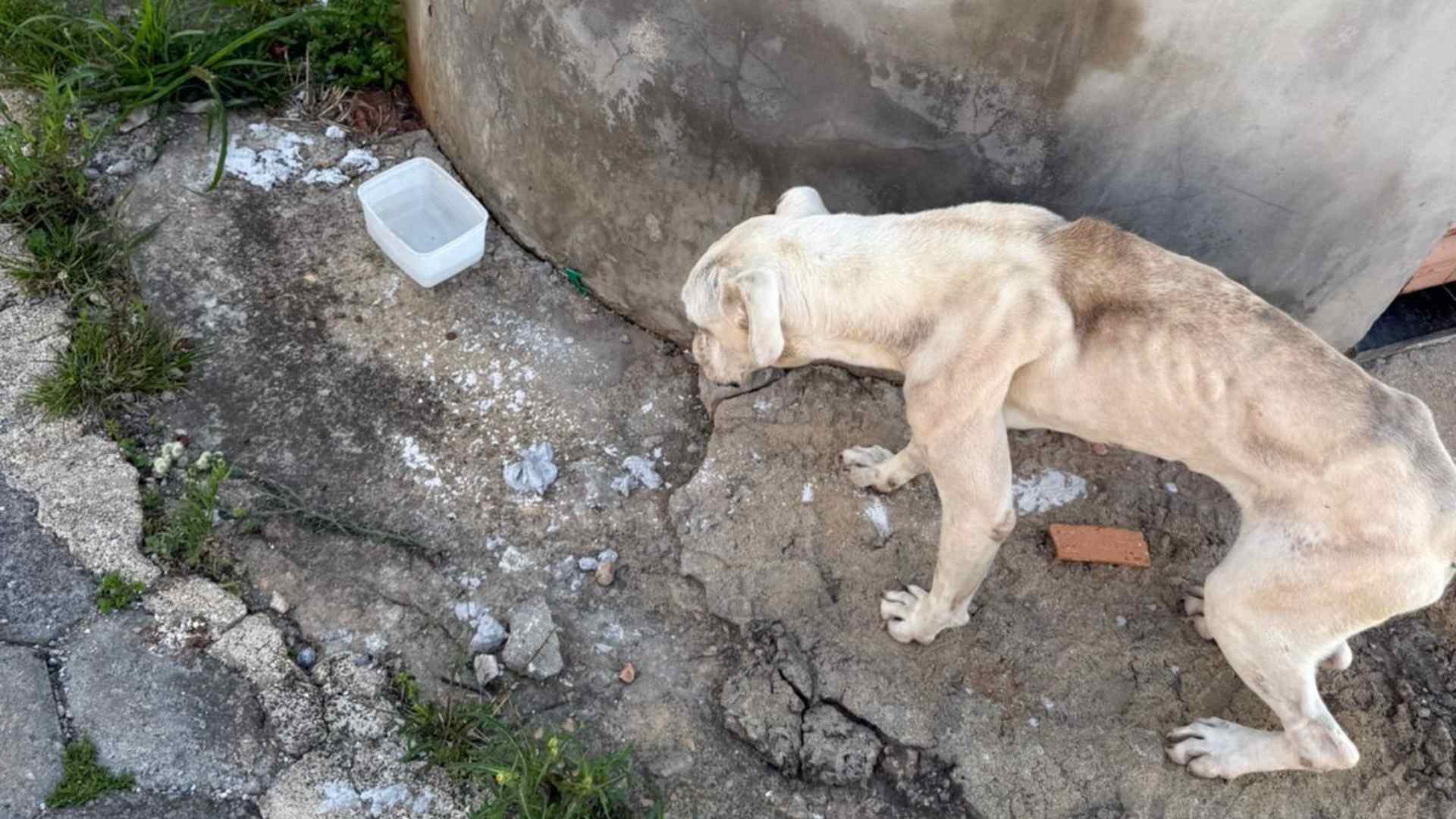 Crime e crueldade: Cachorra é resgatada em estado chocante próximo ao “Pedrão” em Itapeva/SP