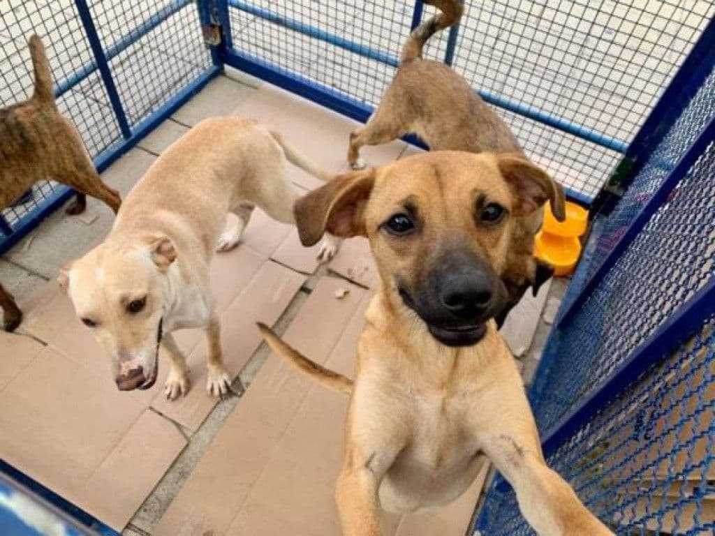 Prefeitura de Itapeva realiza evento de adoção de cães e gatos neste sábado (25)
