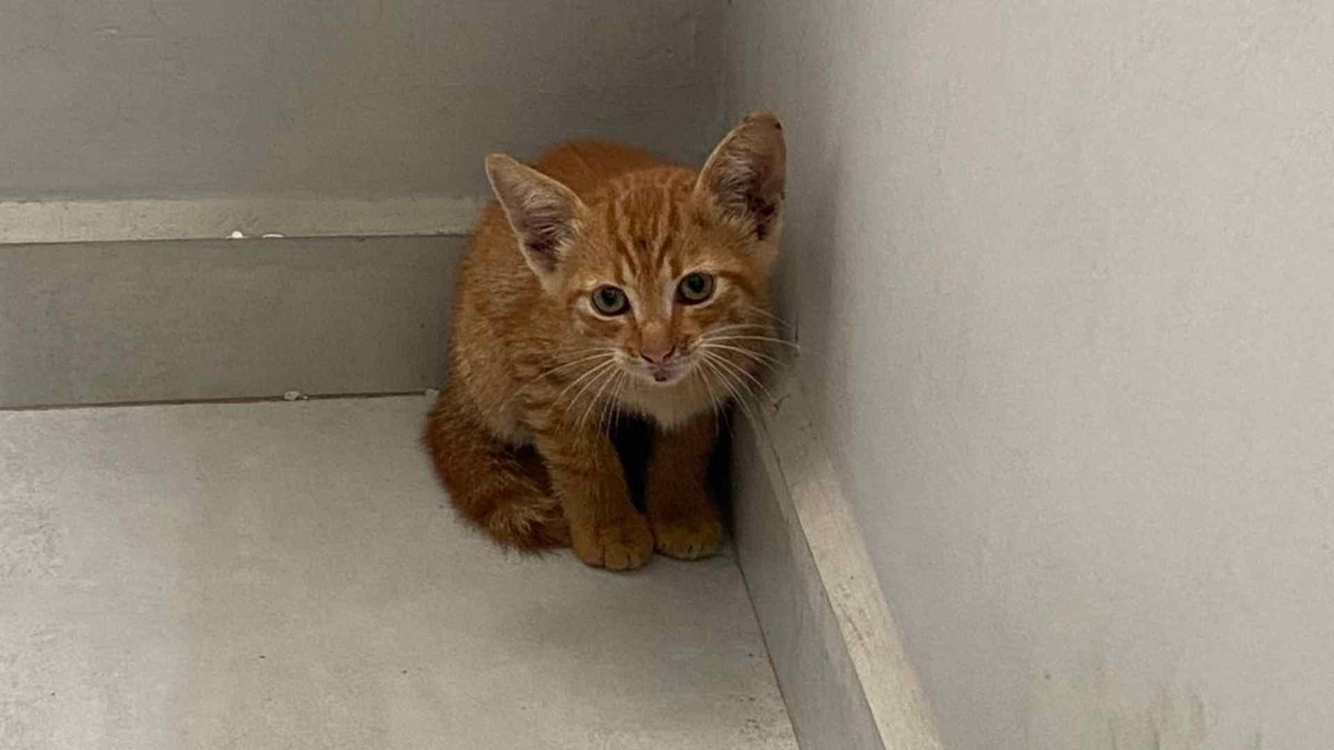 Gatinho é resgatado de bueiro pelos Bombeiros em Itapeva