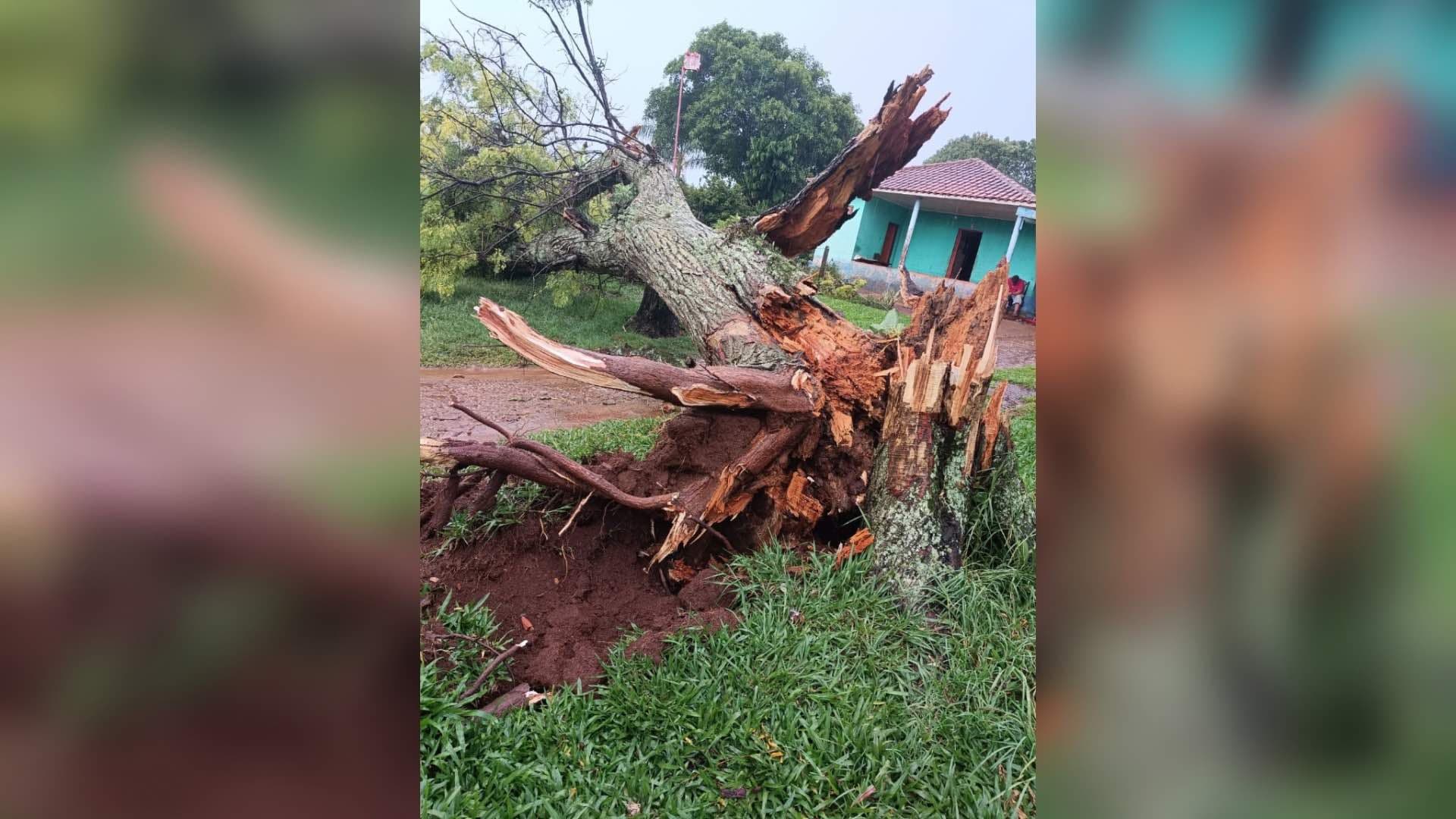 Forte chuva causa queda de árvore e danos à rede elétrica na zona rural de Itapeva