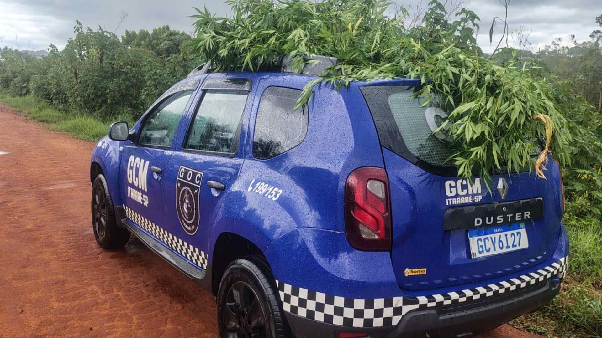 Planta semelhante à maconha é encontrada e apreendida no Jardim Bequinha em Itararé