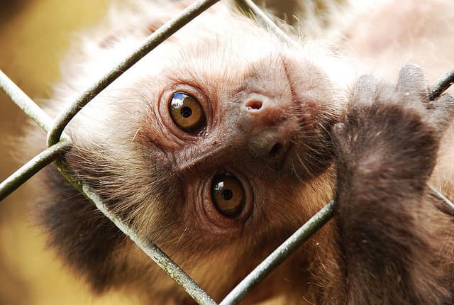 Itapeva terá um CETRAS;Governo de SP anuncia investimento de quase R$ 40 milhões em Centros de Reabilitação de Animais Silvestres no interior