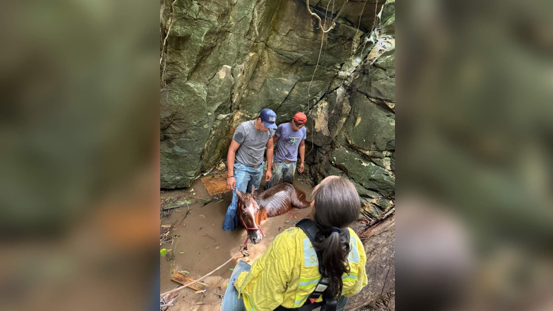 Força-tarefa da Secretaria do Meio Ambiente, Corpo de Bombeiros e equipe de Recolha salva cavalo em buraco profundo no Parque Longa Vida em Itapeva/SP