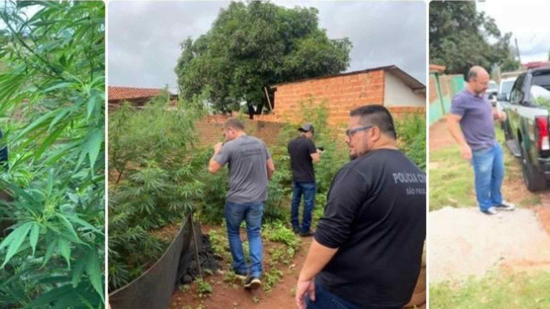 Operação da DISE prende casal por tráfico de drogas na zona rural de Itapeva