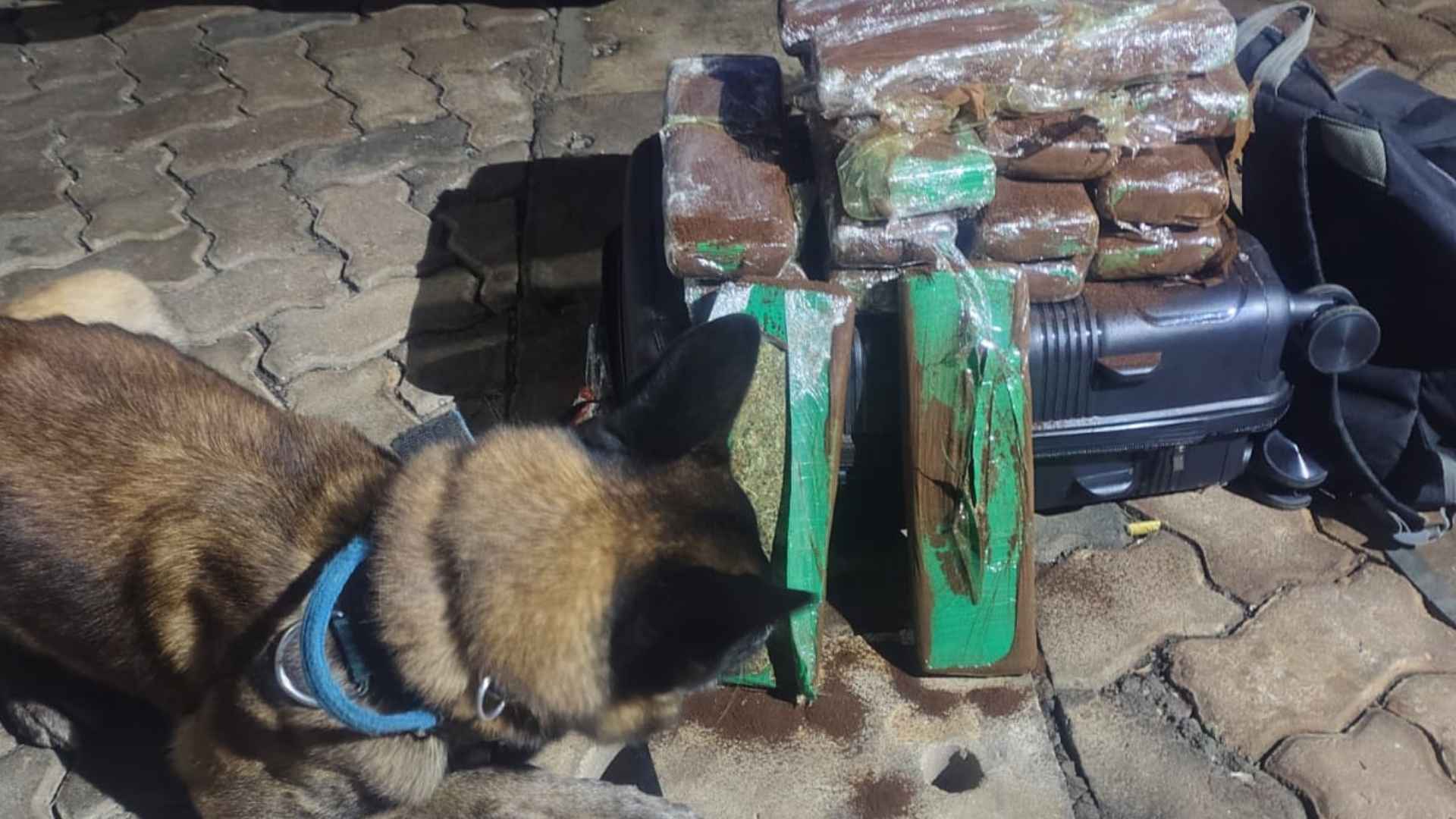 Mulher é presa com mais de 12 quilos de maconha em ônibus no Terminal Rodoviário de Itararé