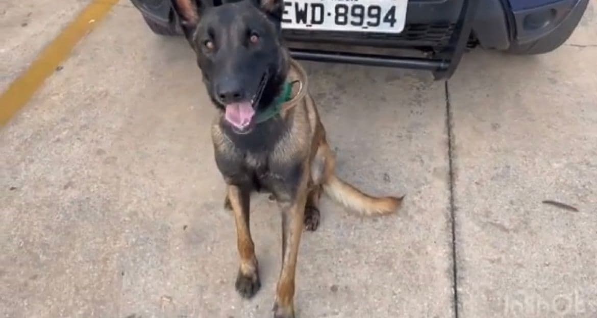 Cão farejador K-9 Titan encontra drogas dentro de um cano, em uma sacola, na Vila Bom Jesus em Itapeva/SP