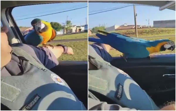 Arara surpreende policial militar ao pousar no braço dele enquanto dirigia viatura no interior de SP; vídeo