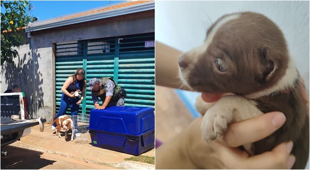 GCM resgata pitbulls em situação de maus-tratos e tutor é preso em Itararé