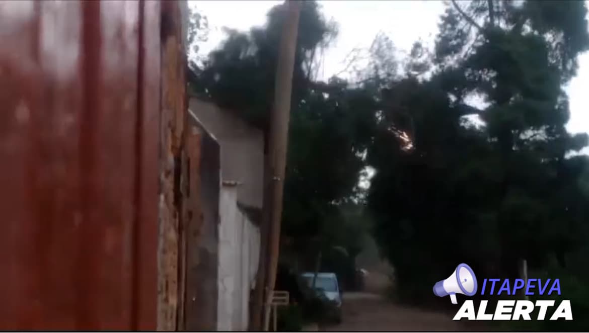 Imagens impressionantes mostram a queda de uma árvore no Bairro de Cima em Itapeva/SP