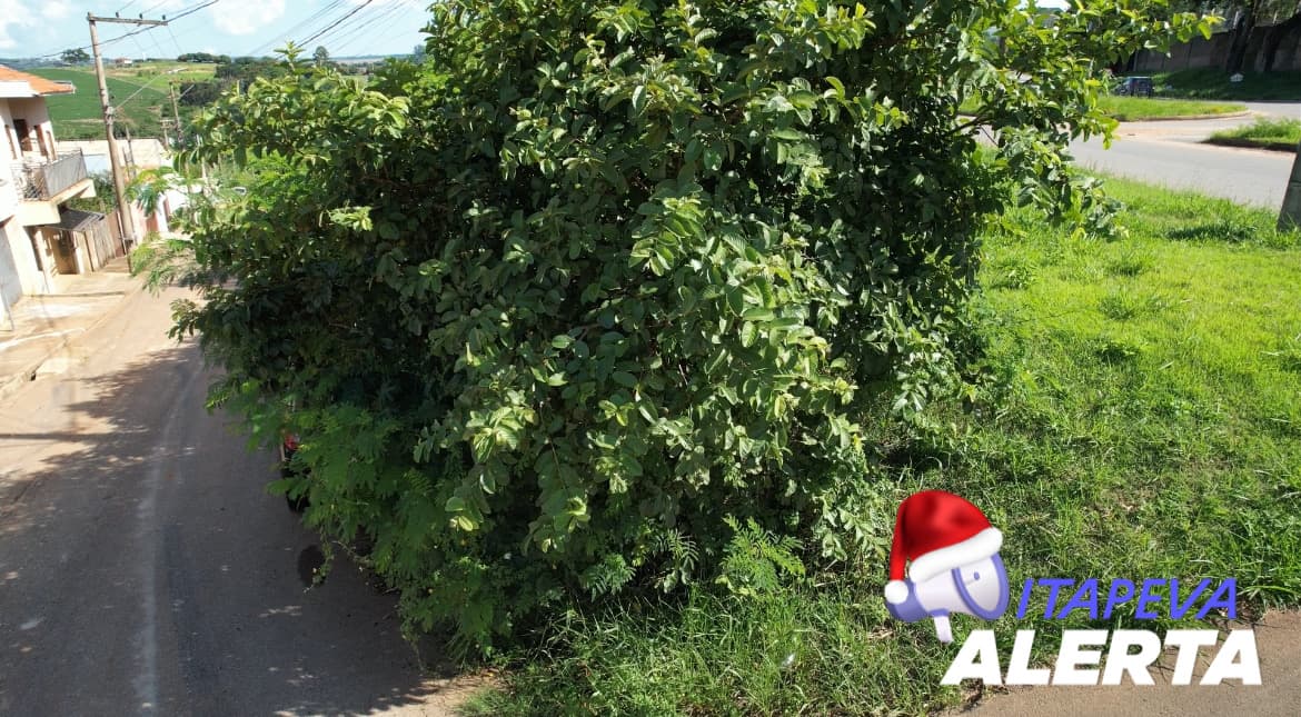 Escorpião, cobra, aranha, sapo, rato, mato, buraco, falta de esgoto, moradores do Parque Paineiras pedem socorro