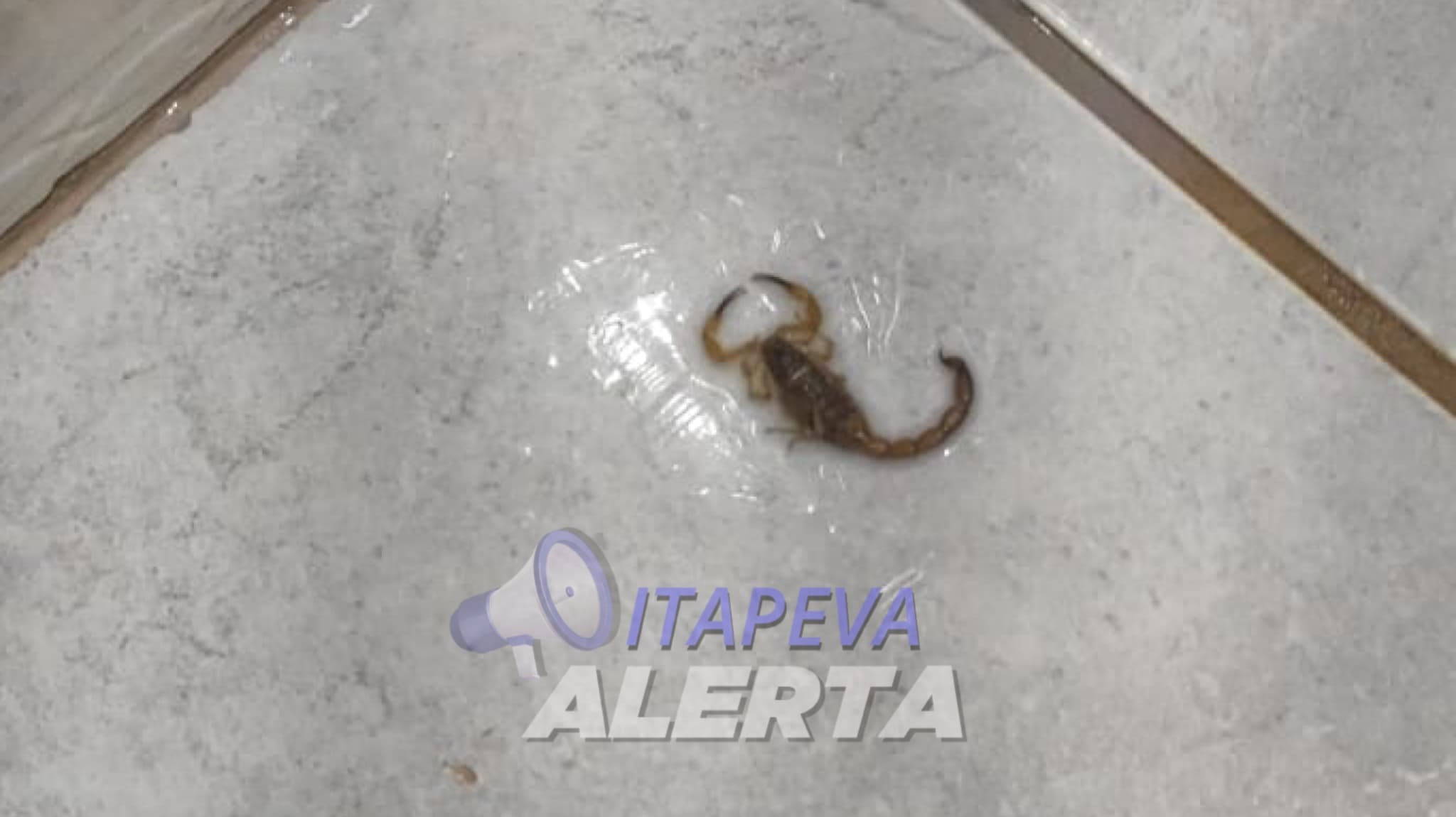 Idosa encontra escorpião no banheiro de sua casa em Itapeva/SP
